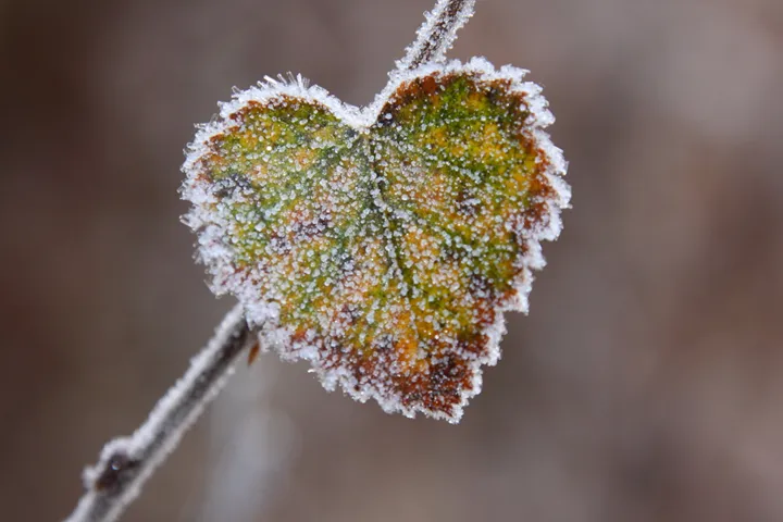 vinter