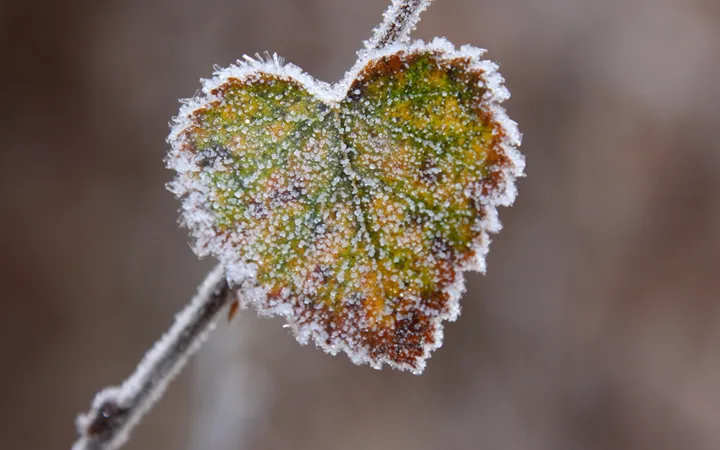 vinter