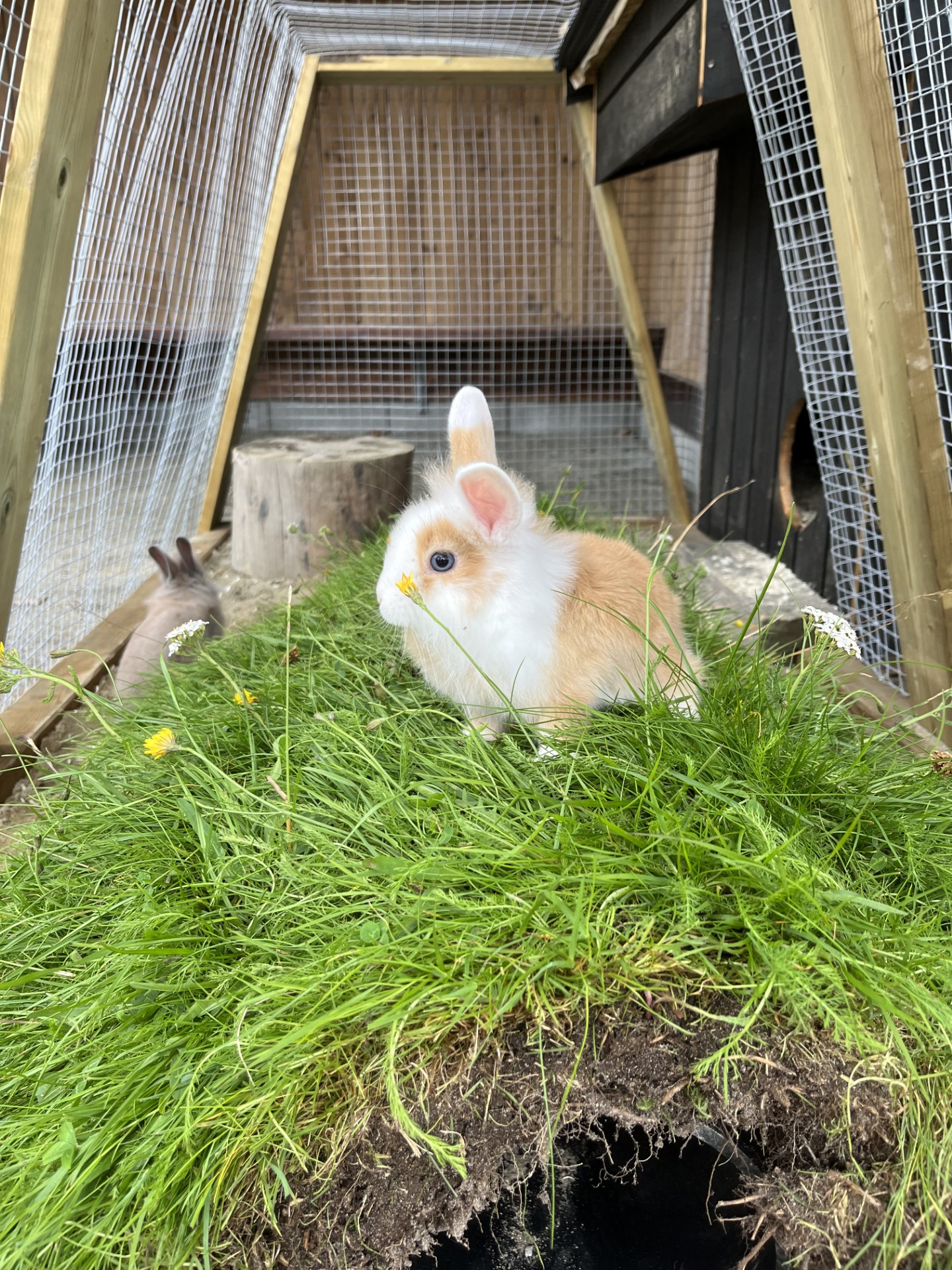 kaniner%20i%20sm%C3%A5land1